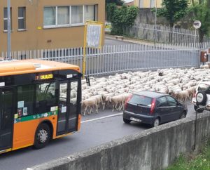pecore transumanza lecco s.giovanni corso monte santo 23mag20 (1)