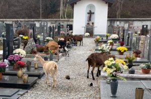 CAPRE CIMITERO BALLABIO