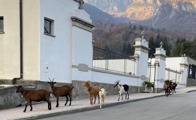 CAPRE CIMITERO BALLABIO SUP ESTERNI